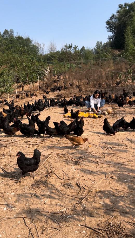 【凤头黑土鸡 】 净重约2~2.2斤 正宗新鲜 大山散养 商品图3