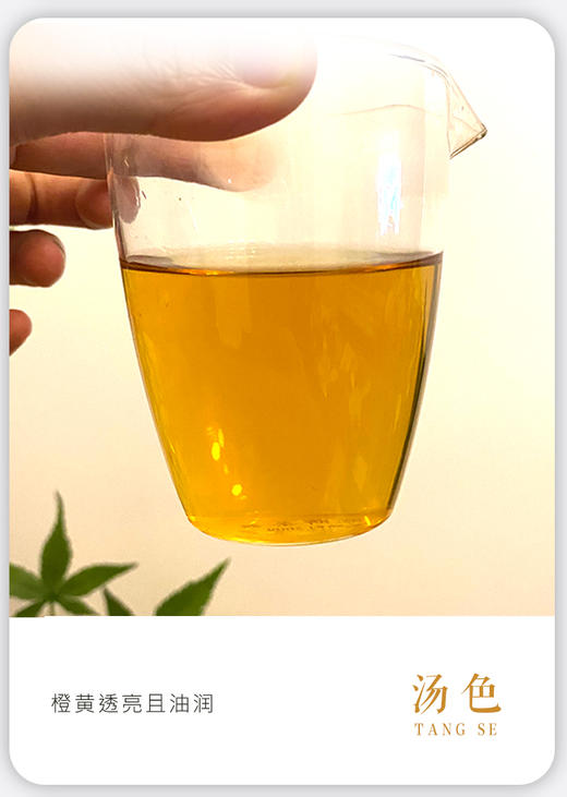 凤凰单丛 | 宋茶荟 2024年春茶 蜜兰香50G/罐 商品图2