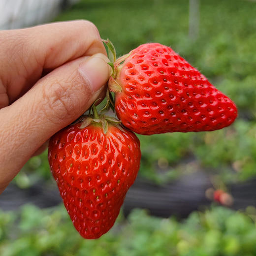 北京本地新鲜红颜草莓 自然熟 成熟度高 香味浓郁甜 奶油草莓 当季时令水果 商品图3