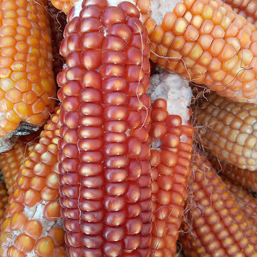 星姐家种的灯笼红玉米碴5斤 健康粗粮 自然农法种植 人工脱粒 （河北饶阳圆通/韵达发货） 商品图2