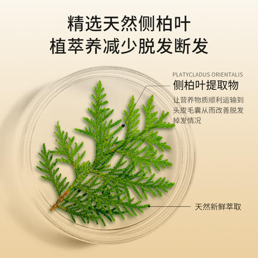 限时特价【蓬松去油，防脱固发】肌琳莎一枝春防脱洗发液控油柔顺丝滑滋润发根去屑止痒洗发水，防脱养护，轻盈控油，秀发柔顺丝滑。ry 商品图2