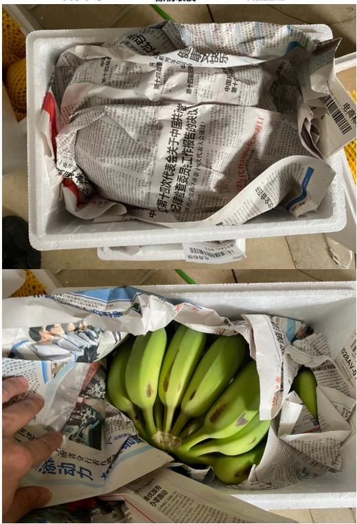 【海南热带水果】海南芭蕉产地发货5斤（4个左右/斤）  顺丰/京东随机发货 商品图3