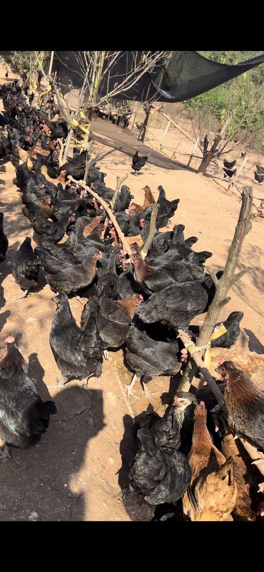 【凤头黑土鸡 】 净重约2~2.2斤 正宗新鲜 大山散养 商品图2