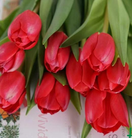 国产郁金香 | 红妆 商品图0