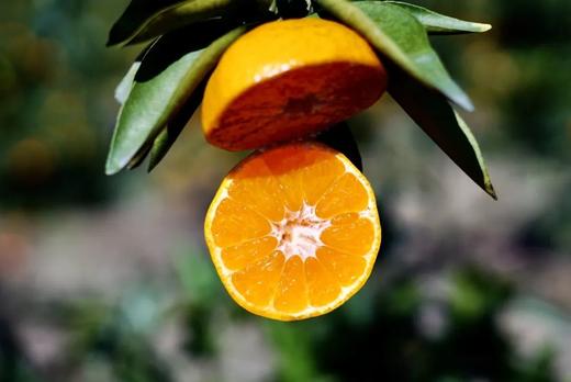 柑橘天花板！米其林三星同款浙江临海涌泉蜜桔 超好吃！ 商品图4