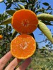 柑橘天花板！米其林三星同款浙江临海涌泉蜜桔 超好吃！ 商品缩略图2