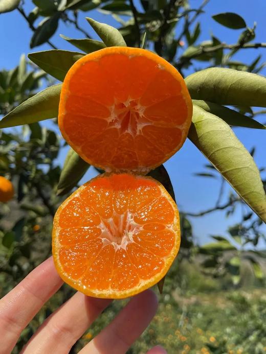 柑橘天花板！米其林三星同款浙江临海涌泉蜜桔 超好吃！ 商品图2