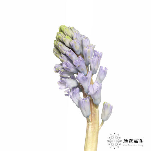 荷兰花材 | 风信子浅蓝色Sky Jacket 商品图5