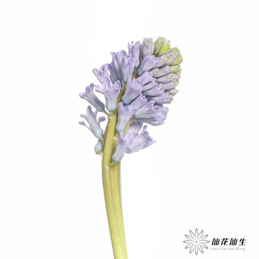 荷兰花材 | 风信子浅蓝色Sky Jacket 商品图8