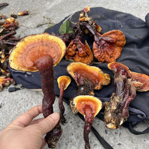 西藏野生赤灵芝【产地：西藏林芝.波密】 商品图1