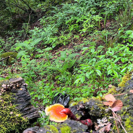 西藏野生赤灵芝【产地：西藏林芝.波密】 商品图7