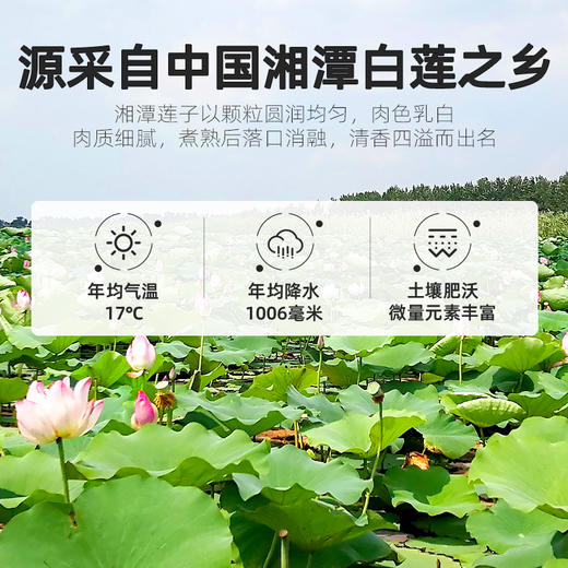 【杞里香磨皮白莲子干货去芯200g/袋】无芯湖南湘潭袋装搭百合银耳   稍煮即糯 色如凝脂 无芯三寸莲 商品图3