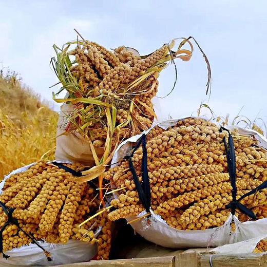 陕北米脂油小米5斤装 商品图2