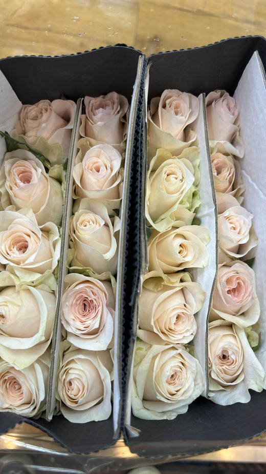 【昆明玫瑰】双鱼座/玉香槟  20枝/扎 商品图10