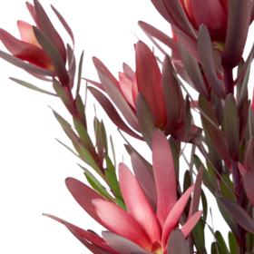 木百合 Leucadendron