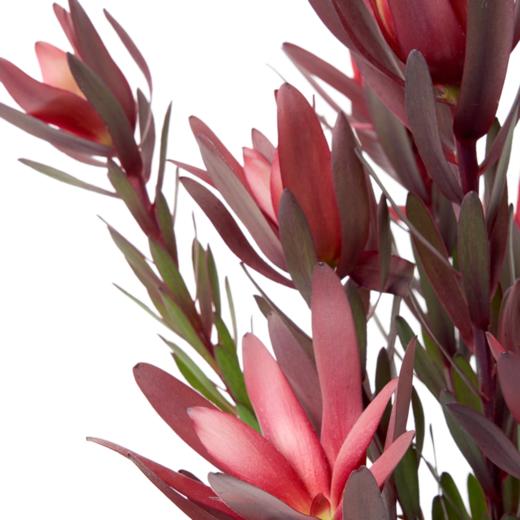木百合 Leucadendron 商品图0