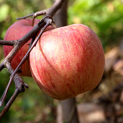 【包邮  】农家  红富士苹果  密云山区种植  脆甜多汁  不打蜡  3斤 商品图6