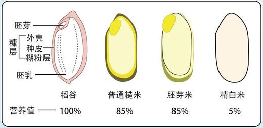 特惠【69.9元/10斤】基地直发 | 【良食本事】有机珍珠胚芽米5斤【6月20日到30日】 商品图5