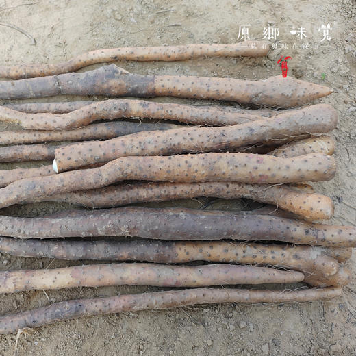 生态铁棍山药（基地直发—京东快递）| 5斤装，来自河南武陟，生产者：原国星【合作生产、公平贸易】 商品图4