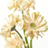 非洲菊 Gerbera 商品缩略图0