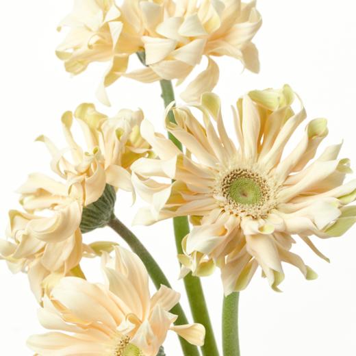 非洲菊 Gerbera 商品图0