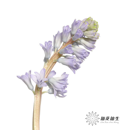 荷兰花材 | 风信子浅蓝色Sky Jacket 商品图12