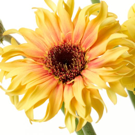 非洲菊 Gerbera 商品图2