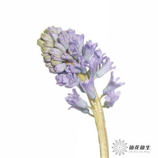 荷兰花材 | 风信子浅蓝色Sky Jacket 商品图6