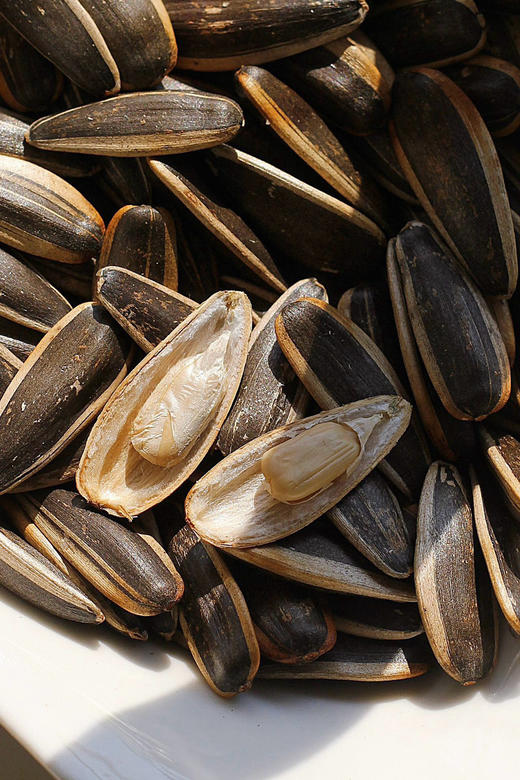 酥脆香甜，超好磕！【新疆塔城瓜子】本色原味，来自大美西域！果壳油亮光滑、个大皮薄、肉厚酥脆、颗粒饱满 葵花籽～ 商品图8