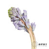 荷兰花材 | 风信子浅蓝色Sky Jacket 商品缩略图11