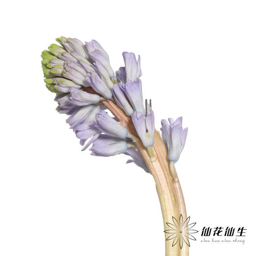 荷兰花材 | 风信子浅蓝色Sky Jacket 商品图11