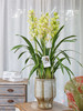 大花蕙兰盆栽5 商品缩略图0