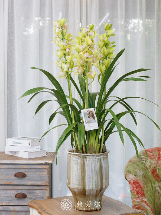 大花蕙兰盆栽5 商品图0