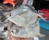 顺丰包邮野生舟山小银鲳鱼  ，肉质鲜嫩，吃着放心基地直邮 商品缩略图1