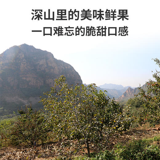 【包邮  】农家  红富士苹果  密云山区种植  脆甜多汁  不打蜡  3斤 商品图4