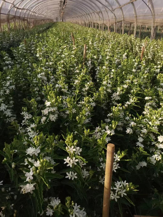 【珍惜当下】蓝星花  白色  若干枝/扎 商品图11