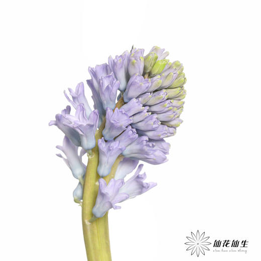 荷兰花材 | 风信子浅蓝色Sky Jacket 商品图10