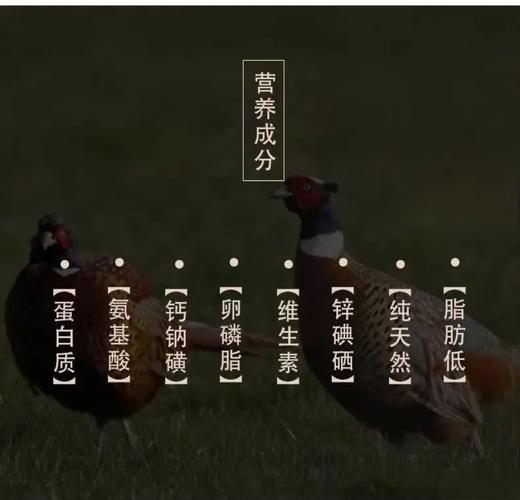 【七彩山鸡】净重约2~2.2斤  正宗新鲜 大山散养 商品图4