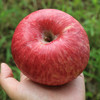 【包邮  】农家  红富士苹果  密云山区种植  脆甜多汁  不打蜡  3斤 商品缩略图3
