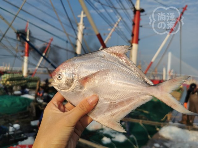 顺丰包邮野生舟山小银鲳鱼  ，肉质鲜嫩，吃着放心基地直邮