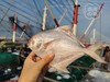 顺丰包邮野生舟山小银鲳鱼  ，肉质鲜嫩，吃着放心基地直邮 商品缩略图0