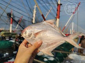 顺丰包邮野生舟山小银鲳鱼  ，肉质鲜嫩，吃着放心基地直邮