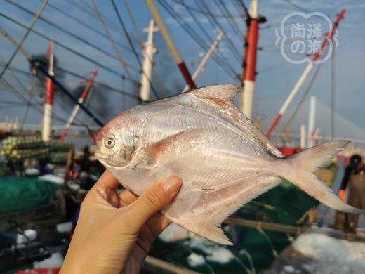 顺丰包邮野生舟山小银鲳鱼  ，肉质鲜嫩，吃着放心基地直邮 商品图0