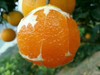【伦晚橙热销】秭归橙 自然农法种植 宜昌道法自然福慧农场 商品缩略图6