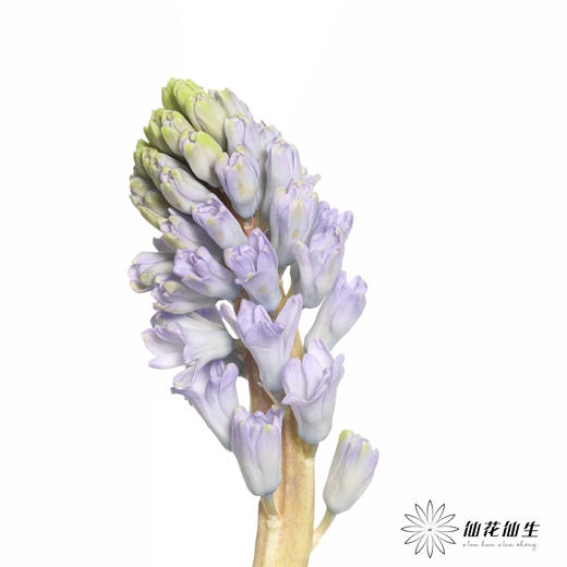 荷兰花材 | 风信子浅蓝色Sky Jacket 商品图9