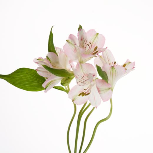 水仙百合 Alstroemeria 商品图1