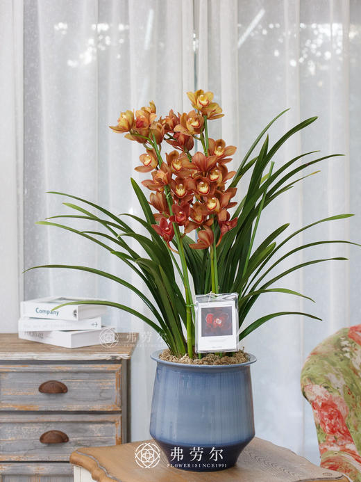 大花蕙兰盆栽9 商品图0