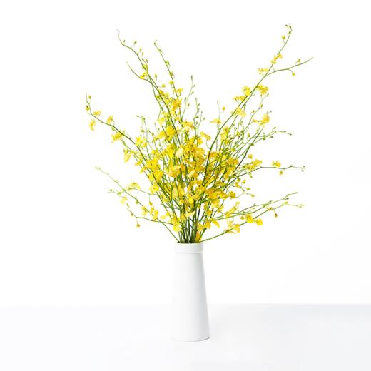 跳舞兰Oncidiums 商品图1