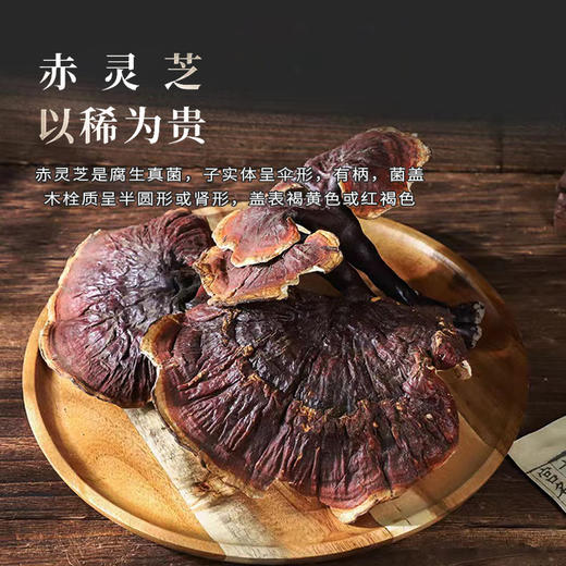 西藏野生赤灵芝【产地：西藏林芝.波密】 商品图0