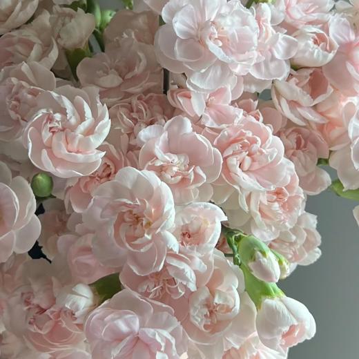 随机多头康乃馨丨20支  【单拍不发】 商品图4